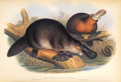 [Gould John - Duckbilled Platypus in 'The mammals of Australia' (1845-1863)]